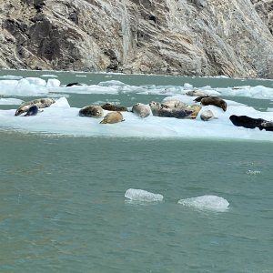 Ice field seals