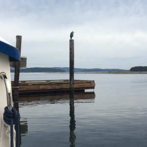 Great blue heron looking north, past Sidney Spit.