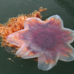 Closeup of Jellyfish