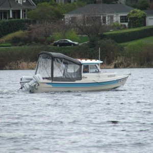 Media 'Crabby Lou - our excursion leader in our neighborhood - Andrews Bay-Seward Park' in album 'Sark'