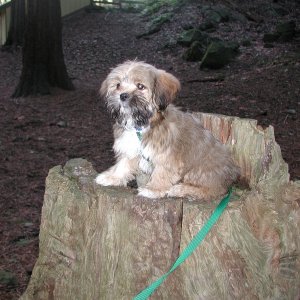 Oscar on Stump - Stuart Island - 2-21-04