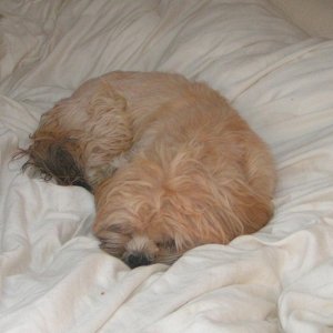 (Pat Anderson) Oscar in Vee-berth