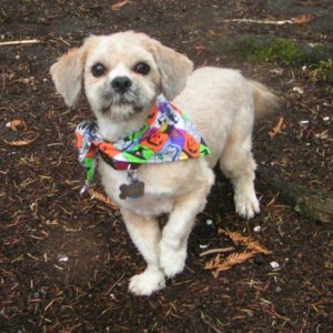 Oscar at Sequim 2005