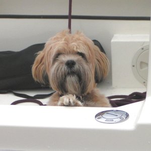 Media '(Pat Anderson) - Oscar in the Cockpit' in album 'In the Beginning - Austin and Skipper, Sequim Bay, 10-4-03'