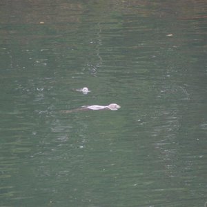 Saw some otters when we took a walk down the island.