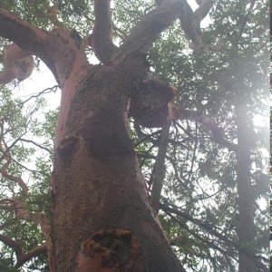 Arbutus tree
