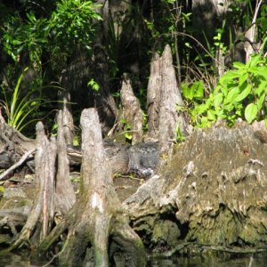 Shy Gator, April, 2009