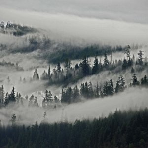 Mountain Mists