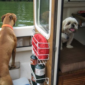 The dogs