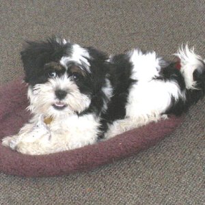 Baxter in Bed in Aisle 8-13-06