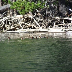 a little family of ducks