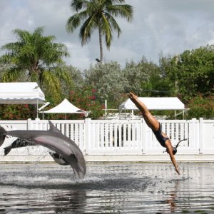 what Dolphin