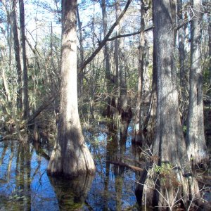 Cypress Swamp