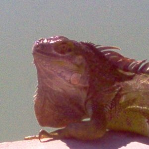 other visitors at the park