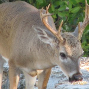 Keys Deer