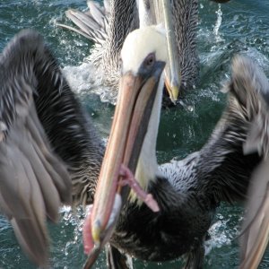 Fighting for scraps.