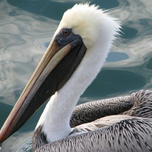 Brown Pelican