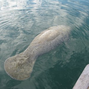 Manatee