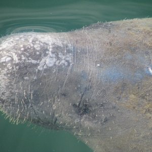 manatee, a face only a mother could love.
