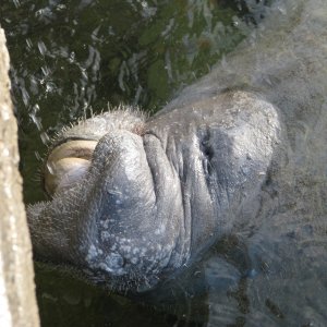 Manatee, drinking fresh water.