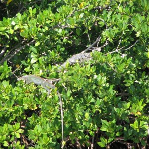 Iguanas in the mangroves.