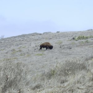 Where the Buffalo roam