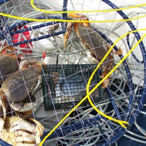 A good crab day