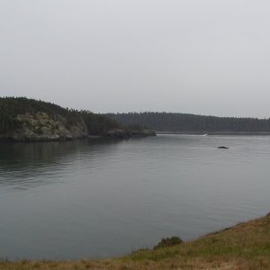 (WadeV) Sharps Cove