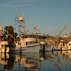 (Islander)