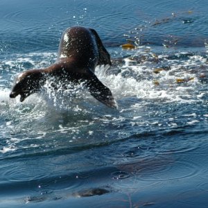 Media 'This seal lion did this acrobatic display right next to my boat.' in album '(Islander) Islander visits Santa Barbara for Presidents Day'
