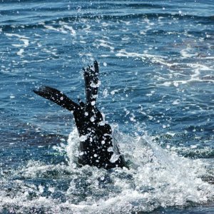 Sea Lion diving in the water.