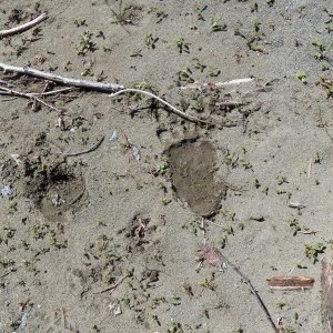 Fresh tracks from elk, deer, and a guy who needs to trim his toenails.
