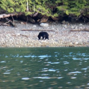 This guy came out of the woods.  I took his picture, put down my camera, and watched as he went up to the thimble berries on the shoreline, stood up on his hind legs, and pulled berries into his mouth with his paws.  Eerily human looking.