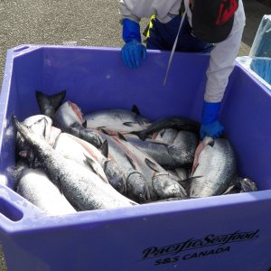 The commercial fishermen were doing better than the recreational fishermen.