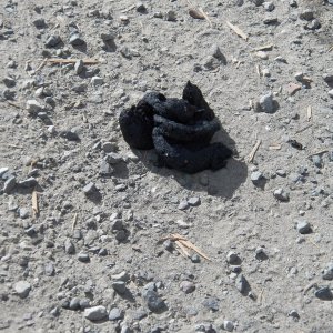 Q: Do bears crap in the woods?
A: No, generally in the middle of a trail or road.