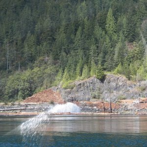 The logs were sorted and placed in 1 of 4 trip dumps.  When full, the trip was released and they were sent down in to a raft of similar sized logs.  The little tug then hauled them out into the bay.