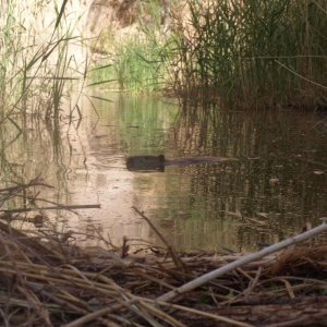 A Beaver of all things - up West Canyon