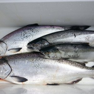 A day\'s catch from Westport