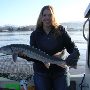 Shaker sturgeon.