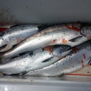 salmon