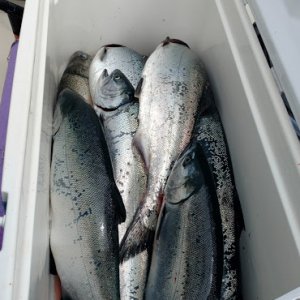 Chinook and Coho limit from Nootka