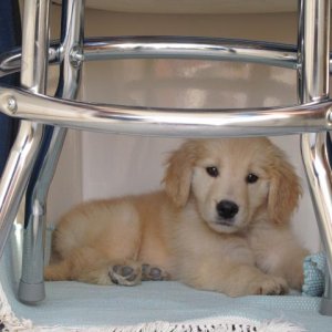 Media 'Murphy has found his spot on the Comfortably Numb...in the berth...a good place to nap.' in album 'Murphy preparing to get underway on his maiden voyage.'