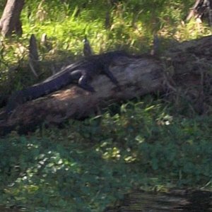 gator