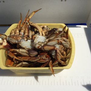 Crab at Last - Center Island
