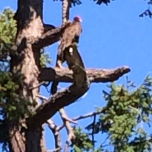Turkey Vulture on Sucia Island