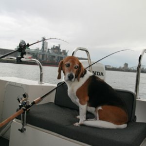 Media 'Bagel enjoys the view' in album 'Tied up at Willamette park'