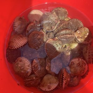 Scallops 2025