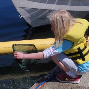Jellyfish catcher