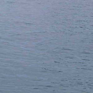 Media 'Friday Harbor\'s begging seal Popeye' in album '41 CBrats in a row'