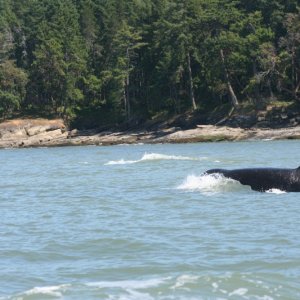 spring gulf islands 2009 184